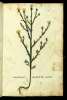  Fol. 179 

Carduo stellato congener
Solstitialis herba Plin: Acanon Plin:
